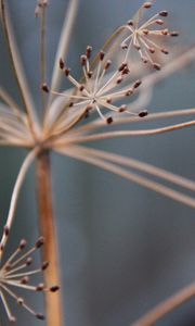 Preview wallpaper plants, branches, dry