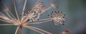 Preview wallpaper plants, branches, dry