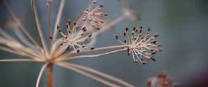 Preview wallpaper plants, branches, dry