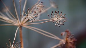 Preview wallpaper plants, branches, dry