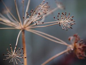 Preview wallpaper plants, branches, dry