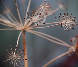 Preview wallpaper plants, branches, dry