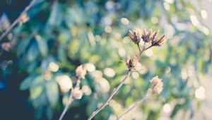 Preview wallpaper plants, branches, dry, grass