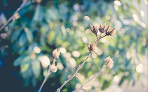 Preview wallpaper plants, branches, dry, grass