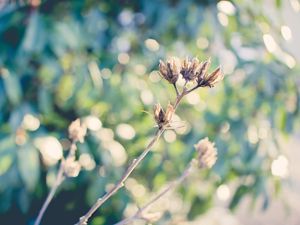 Preview wallpaper plants, branches, dry, grass