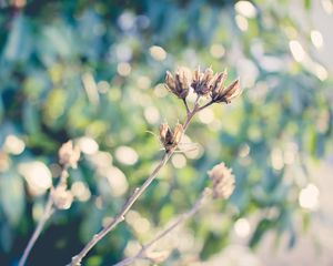 Preview wallpaper plants, branches, dry, grass