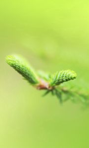 Preview wallpaper plants, branches, green, blur