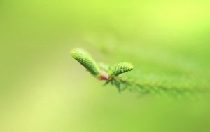 Preview wallpaper plants, branches, green, blur