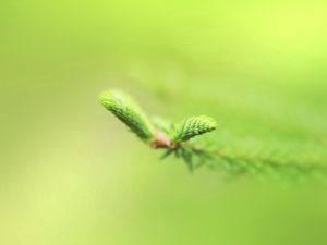 Preview wallpaper plants, branches, green, blur