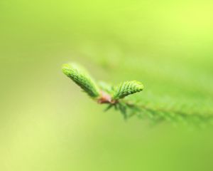 Preview wallpaper plants, branches, green, blur