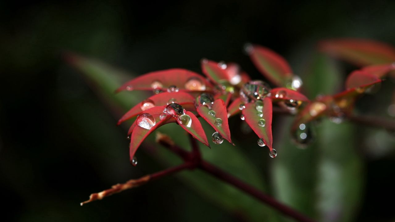 Wallpaper plants, branches, leaves, drops