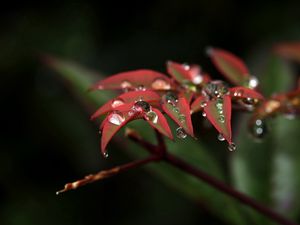 Preview wallpaper plants, branches, leaves, drops