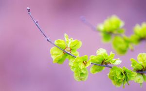 Preview wallpaper plants, branches, leaves, background