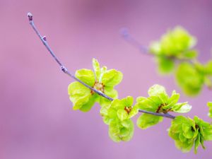 Preview wallpaper plants, branches, leaves, background