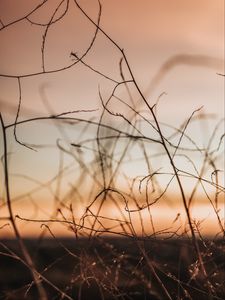 Preview wallpaper plants, branches, macro, dusk