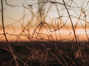 Preview wallpaper plants, branches, macro, dusk