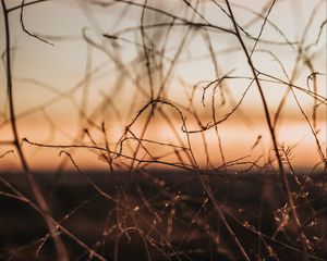 Preview wallpaper plants, branches, macro, dusk