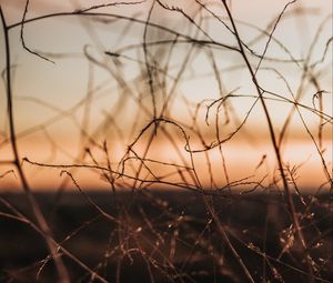 Preview wallpaper plants, branches, macro, dusk