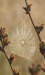 Preview wallpaper plants, cobweb, dew, drops, macro