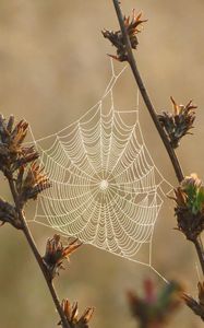 Preview wallpaper plants, cobweb, dew, drops, macro