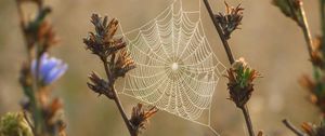 Preview wallpaper plants, cobweb, dew, drops, macro