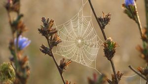 Preview wallpaper plants, cobweb, dew, drops, macro