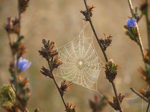 Preview wallpaper plants, cobweb, dew, drops, macro