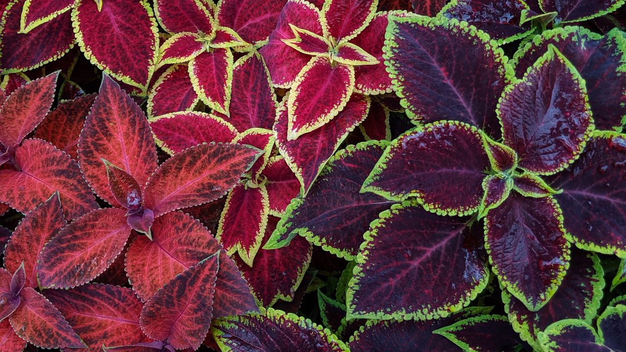 Wallpaper plants, colorful, leaves, surface