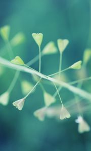 Preview wallpaper plants, dandelion, grass