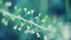 Preview wallpaper plants, dandelion, grass