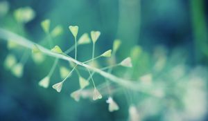 Preview wallpaper plants, dandelion, grass