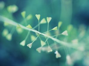 Preview wallpaper plants, dandelion, grass