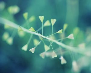 Preview wallpaper plants, dandelion, grass