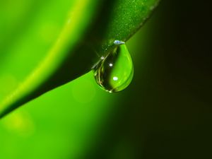 Preview wallpaper plants, drop, dew, shade, grass