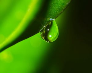 Preview wallpaper plants, drop, dew, shade, grass