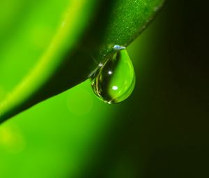 Preview wallpaper plants, drop, dew, shade, grass