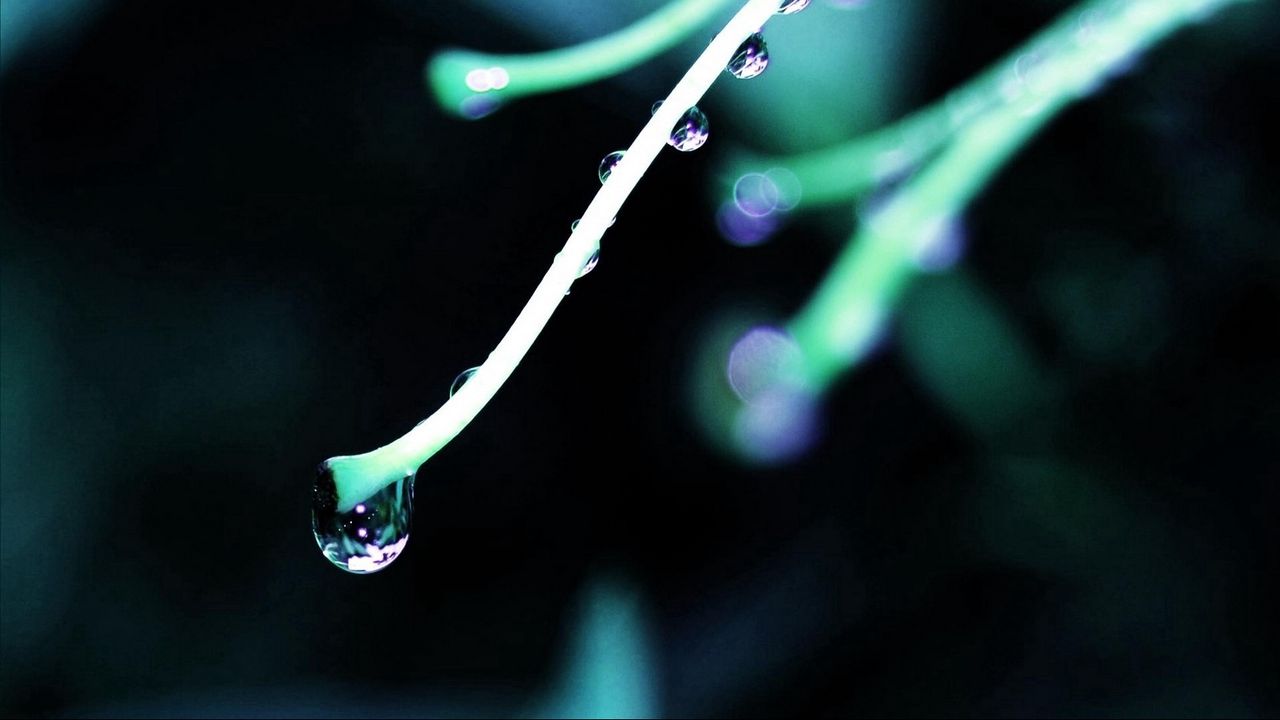 Wallpaper plants, drops, dark, background, grass