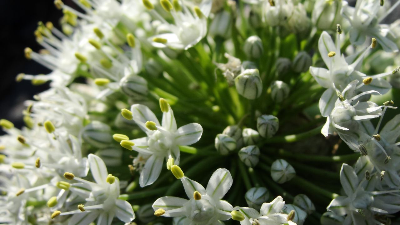 Wallpaper plants, flowers, background