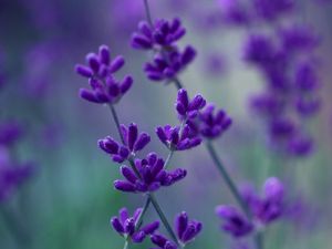 Preview wallpaper plants, flowers, background, blur, stem