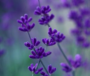 Preview wallpaper plants, flowers, background, blur, stem