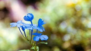 Preview wallpaper plants, flowers, blur, petals