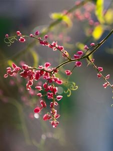 Preview wallpaper plants, flowers, branch