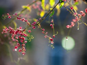 Preview wallpaper plants, flowers, branch