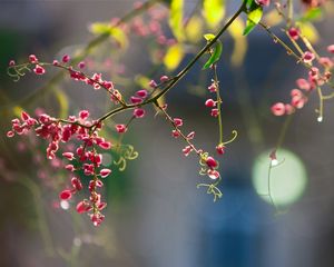 Preview wallpaper plants, flowers, branch