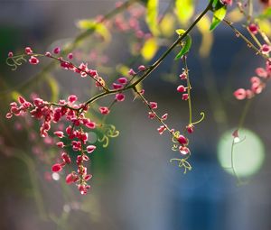 Preview wallpaper plants, flowers, branch