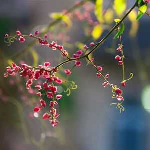 Preview wallpaper plants, flowers, branch