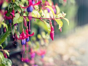 Preview wallpaper plants, flowers, branch, petals