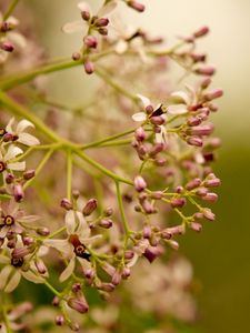 Preview wallpaper plants, flowers, branches, blurring