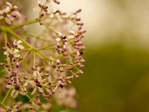 Preview wallpaper plants, flowers, branches, blurring