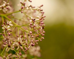 Preview wallpaper plants, flowers, branches, blurring